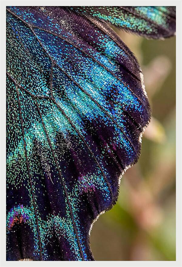 Butterfly Wing Scales