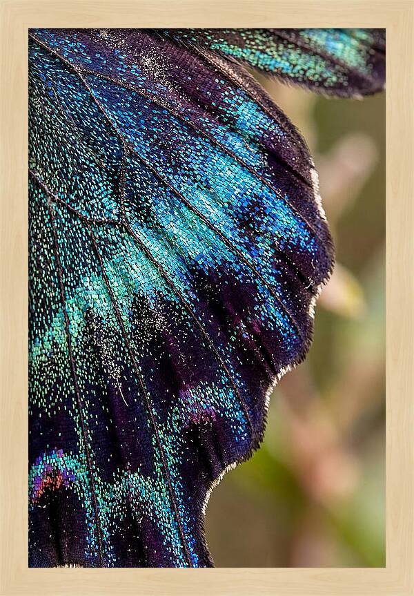 Butterfly Wing Scales