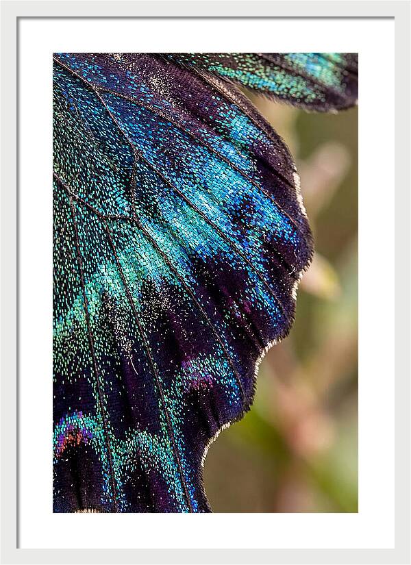 Butterfly Wing Scales