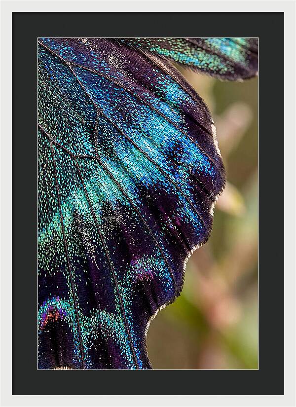 Butterfly Wing Scales