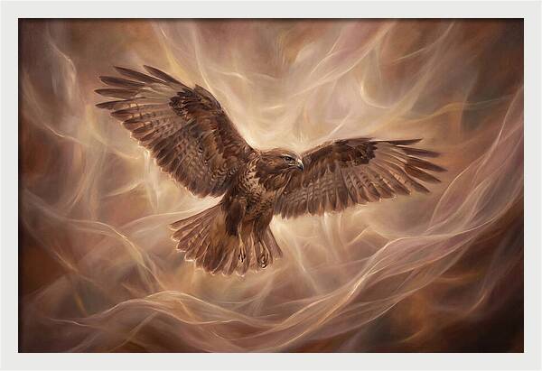 Buzzard In Flight
