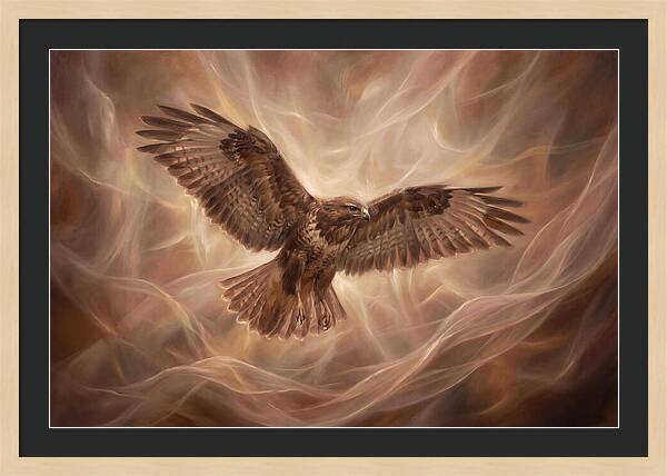 Buzzard In Flight