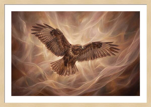Buzzard In Flight