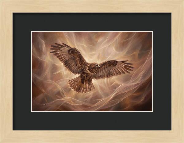 Buzzard In Flight