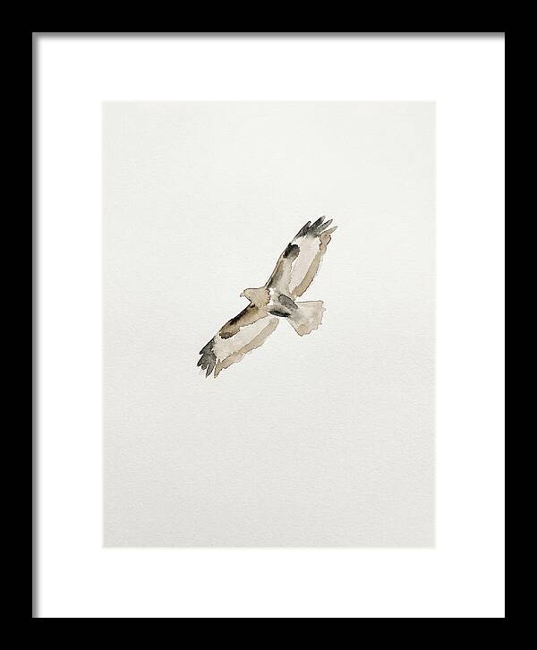 Buzzard In Flight