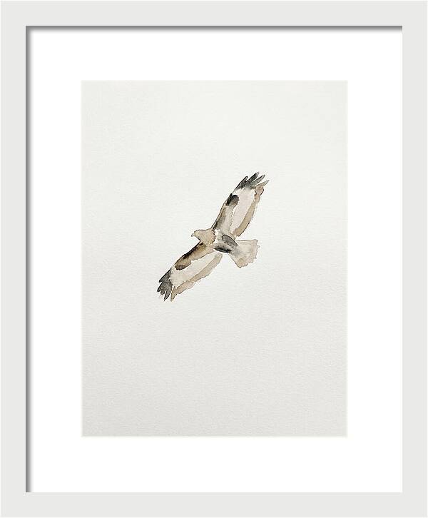 Buzzard In Flight