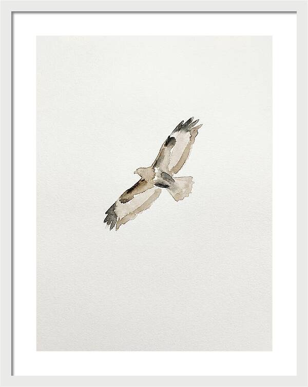 Buzzard In Flight