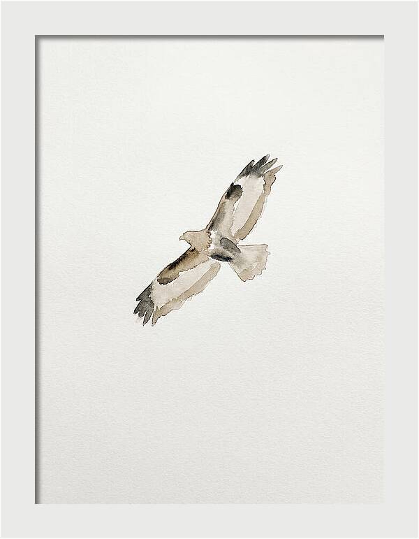 Buzzard In Flight