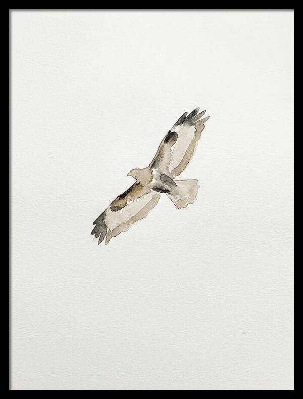 Buzzard In Flight