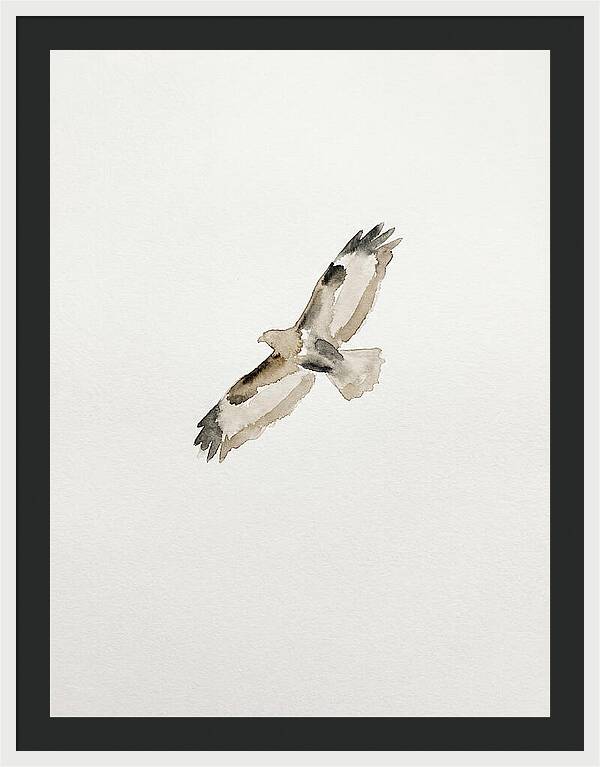 Buzzard In Flight