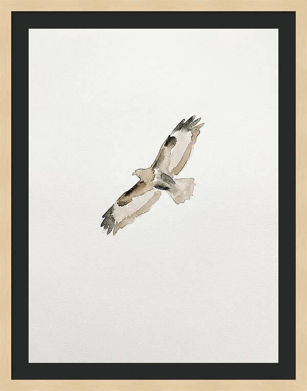 Buzzard In Flight