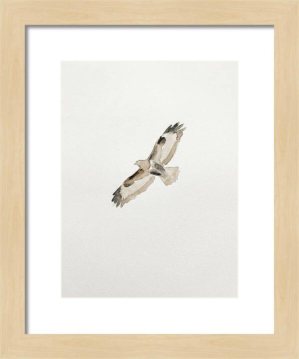 Buzzard In Flight
