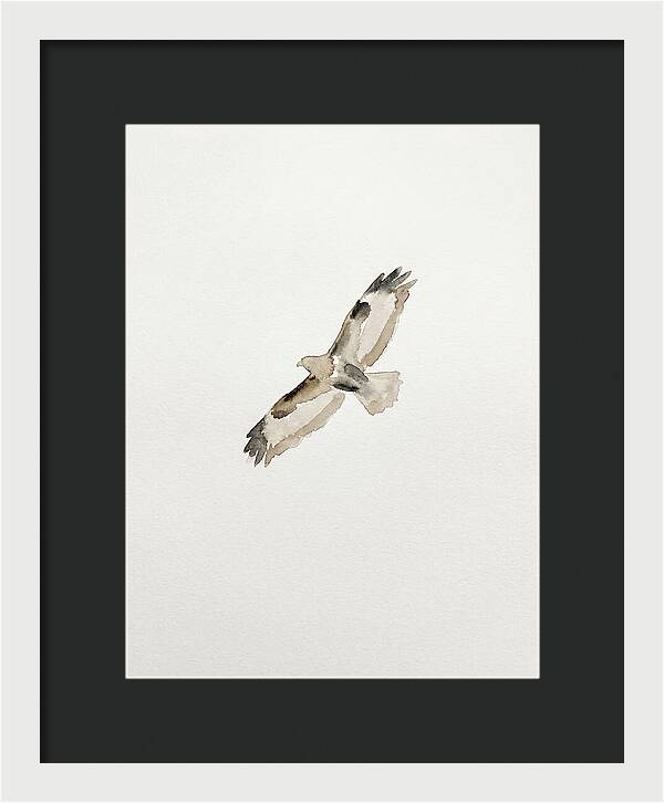 Buzzard In Flight