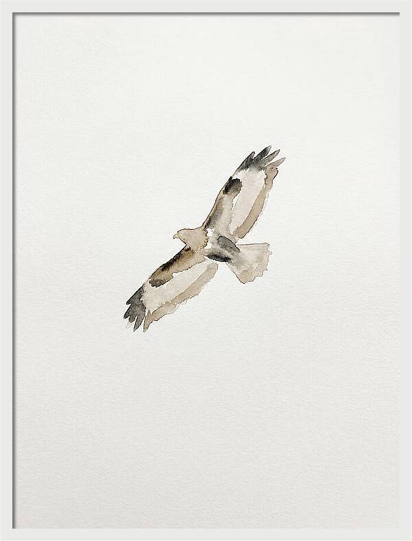 Buzzard In Flight