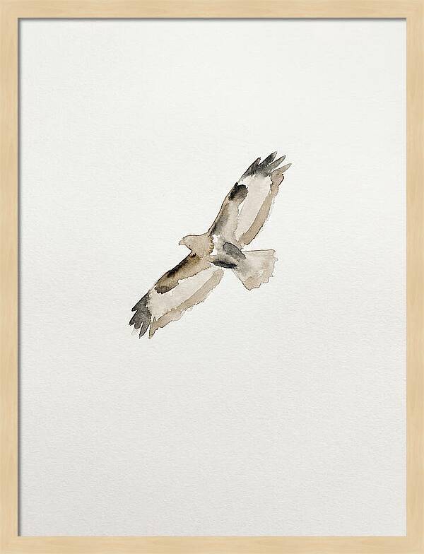 Buzzard In Flight