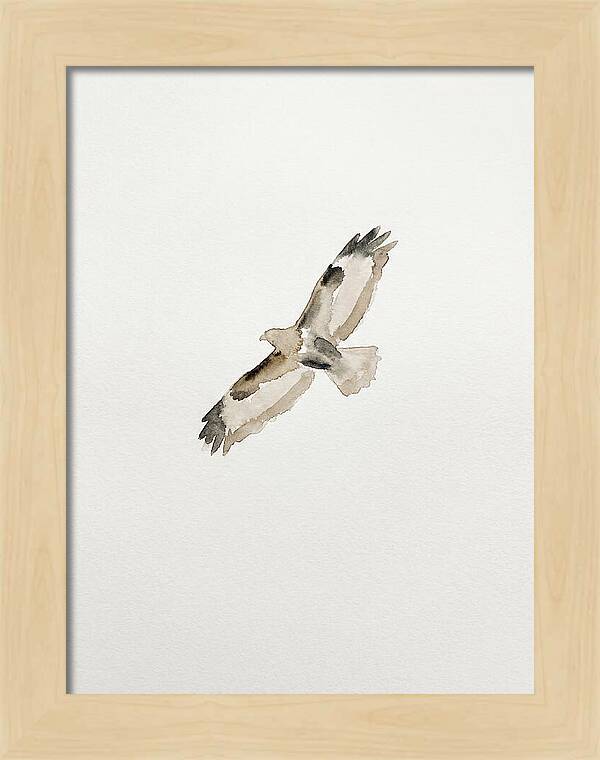 Buzzard In Flight