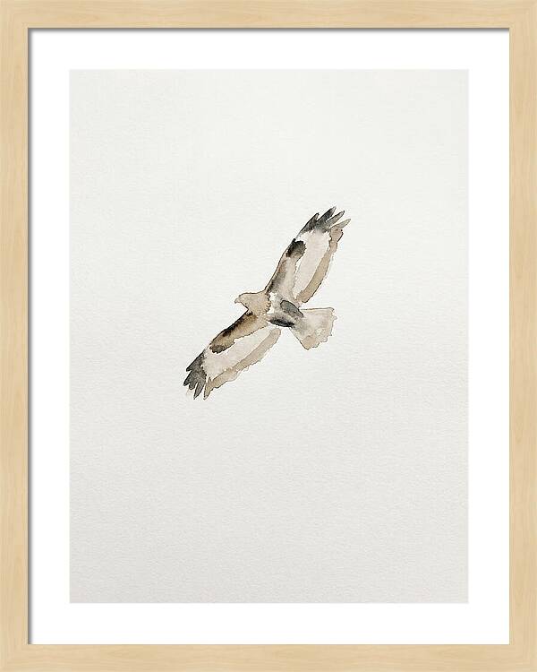 Buzzard In Flight