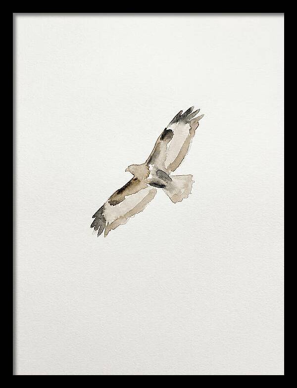 Buzzard In Flight