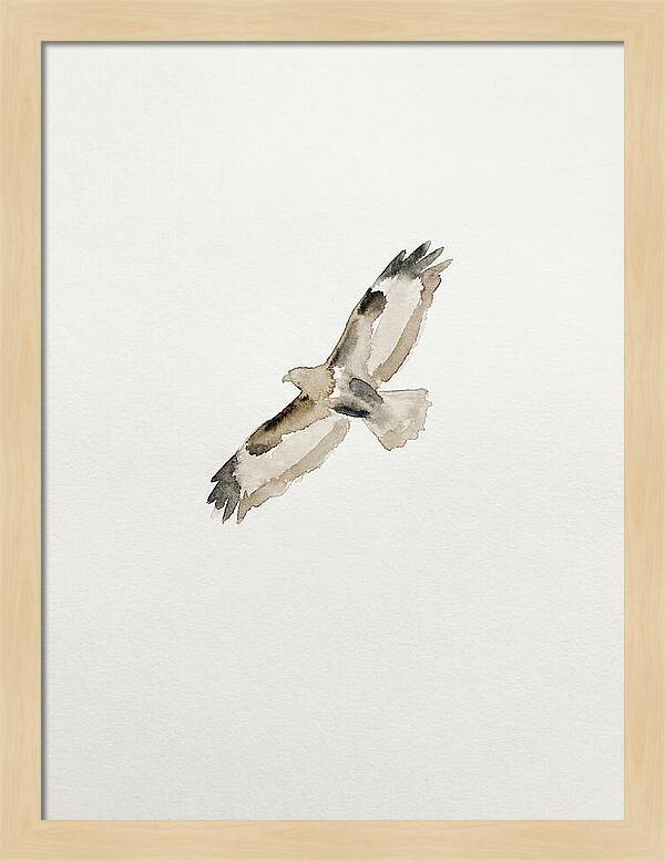 Buzzard In Flight