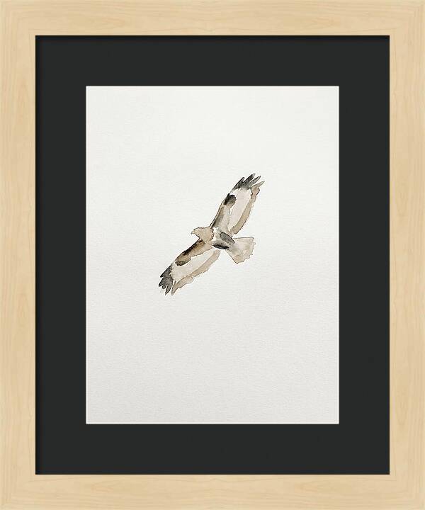 Buzzard In Flight