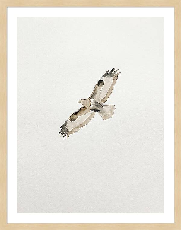 Buzzard In Flight