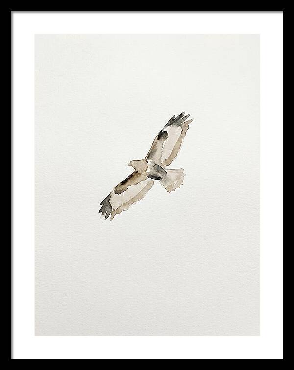 Buzzard In Flight