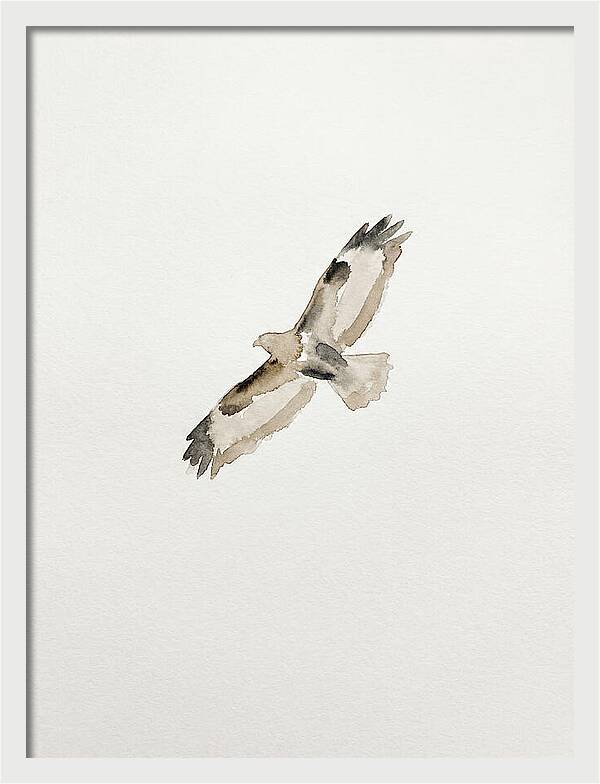 Buzzard In Flight