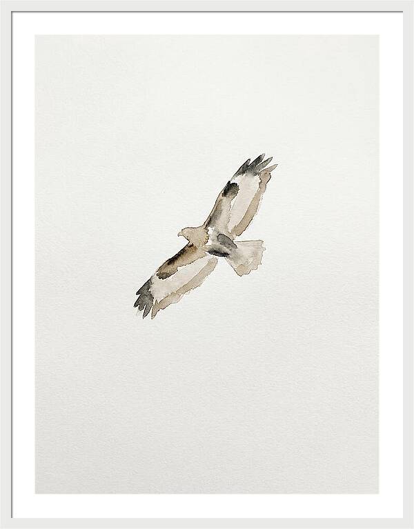 Buzzard In Flight