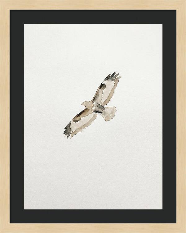 Buzzard In Flight