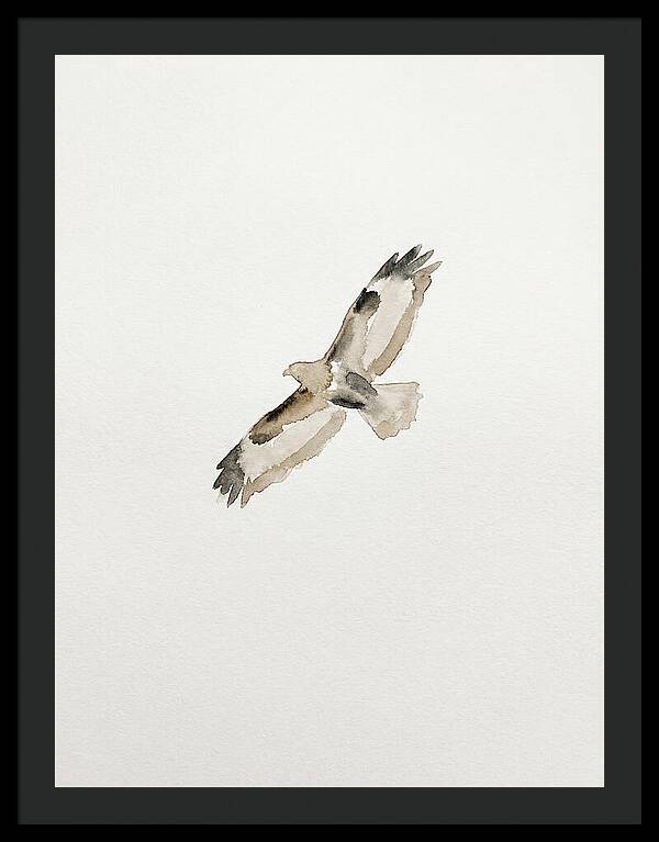 Buzzard In Flight