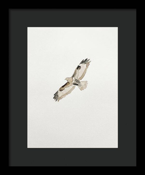 Buzzard In Flight
