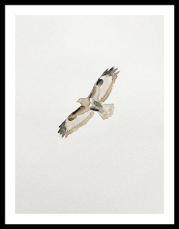 Buzzard In Flight