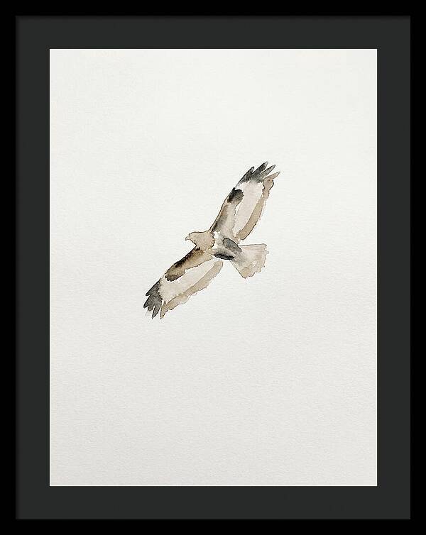 Buzzard In Flight