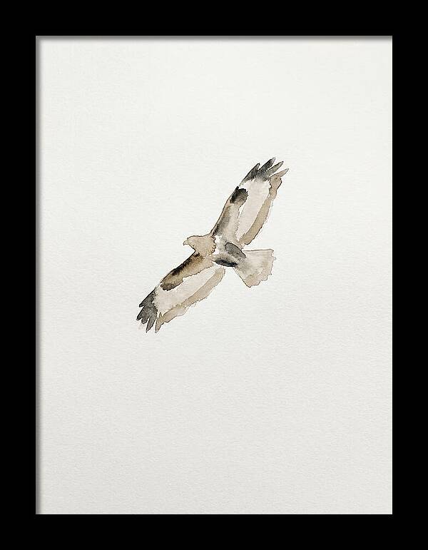 Buzzard In Flight