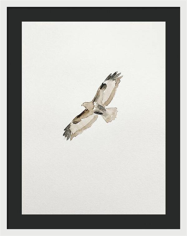 Buzzard In Flight