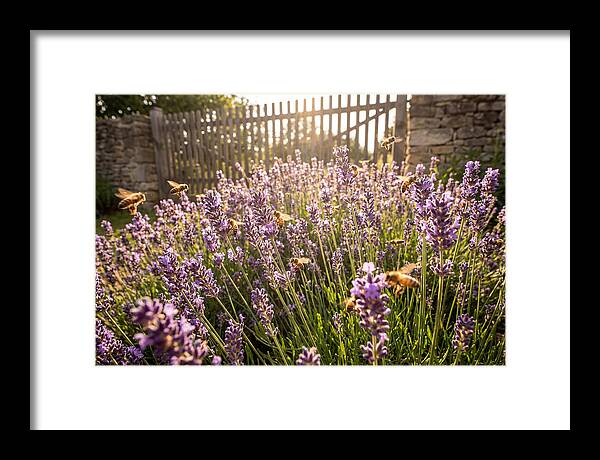 Buzzing Beauty Among Lavender