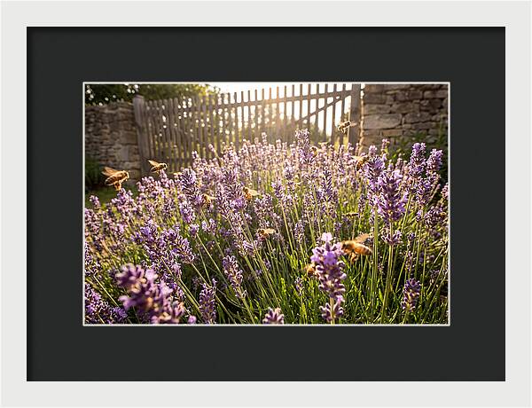 Buzzing Beauty Among Lavender