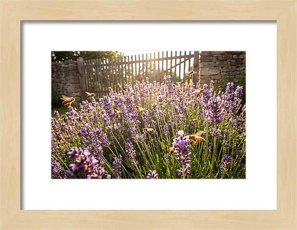 Buzzing Beauty Among Lavender