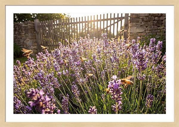 Buzzing Beauty Among Lavender