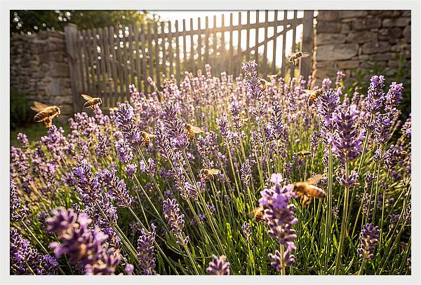 Buzzing Beauty Among Lavender