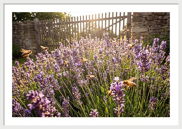 Buzzing Beauty Among Lavender
