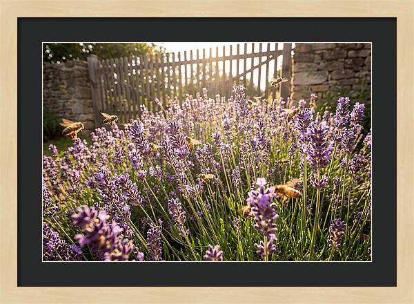 Buzzing Beauty Among Lavender