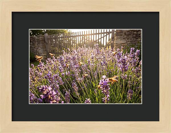 Buzzing Beauty Among Lavender