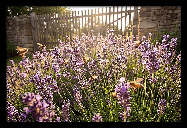 Buzzing Beauty Among Lavender