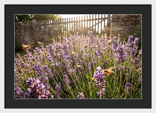Buzzing Beauty Among Lavender