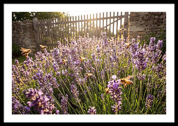 Buzzing Beauty Among Lavender