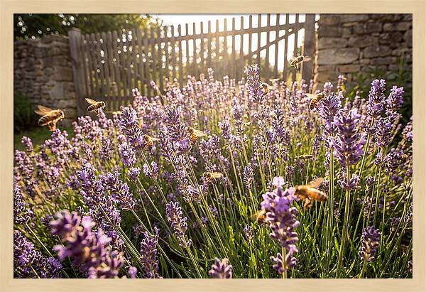 Buzzing Beauty Among Lavender