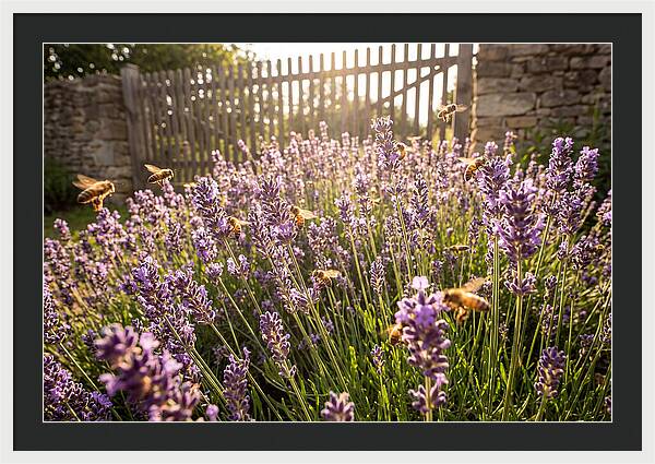 Buzzing Beauty Among Lavender