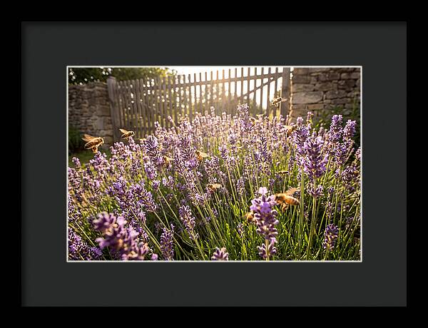 Buzzing Beauty Among Lavender