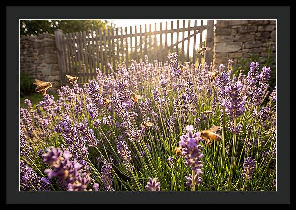 Buzzing Beauty Among Lavender